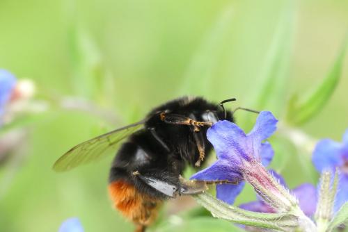 Bombus lapidarius